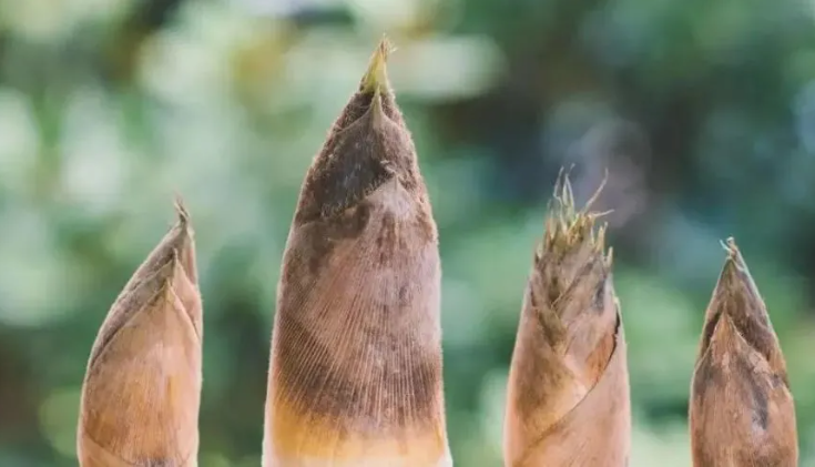 胎元是什么意思,结婚日子冲胎元是什么意思